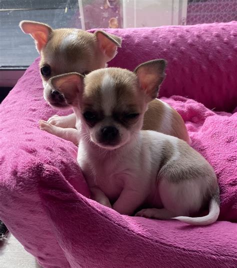 chat chihuahua|Chihuahuas